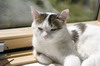 http://duval.o.free.fr/Test10D/image241t.JPG